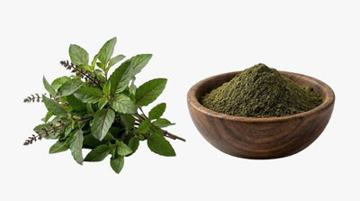 Shyam Tulsi
